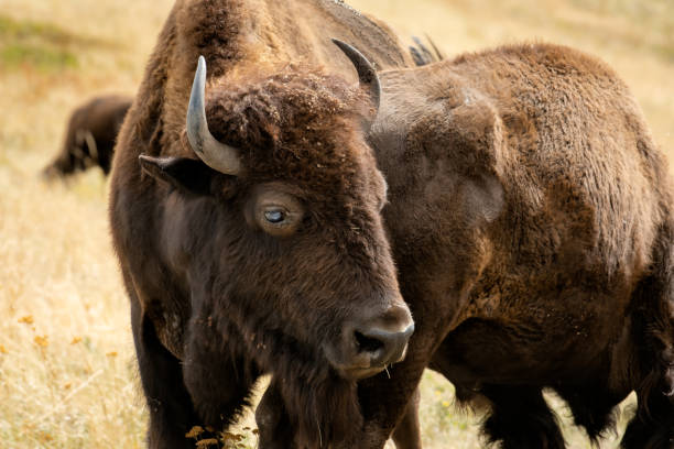 istock American bison and young bison 2173505038