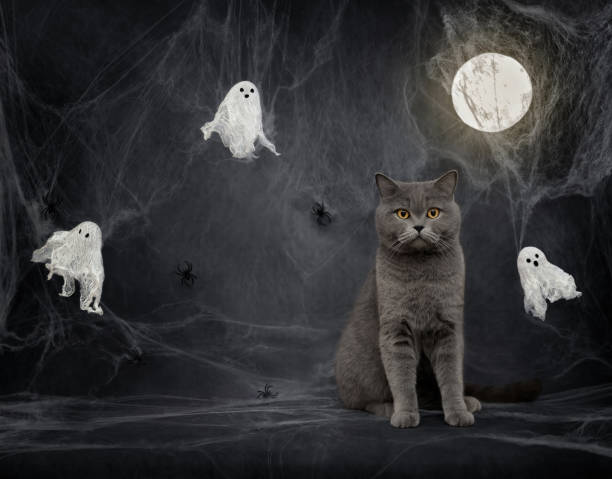 istock British cat on night background with Halloween decorations. Halloween cat, ghosts, cobwebs and glowing moon on dark gray background with copy space. 2173505772