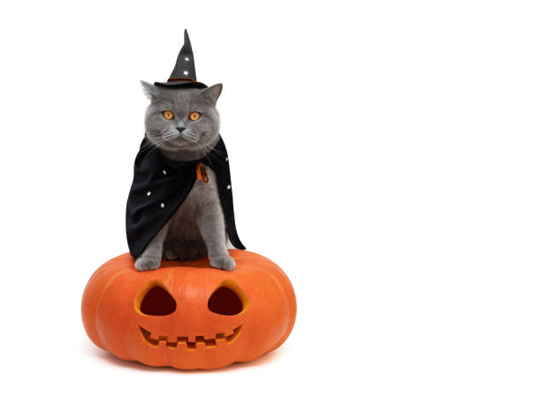 フリー写真画像: ハロウィンのカボチャのランタンに座る黒猫