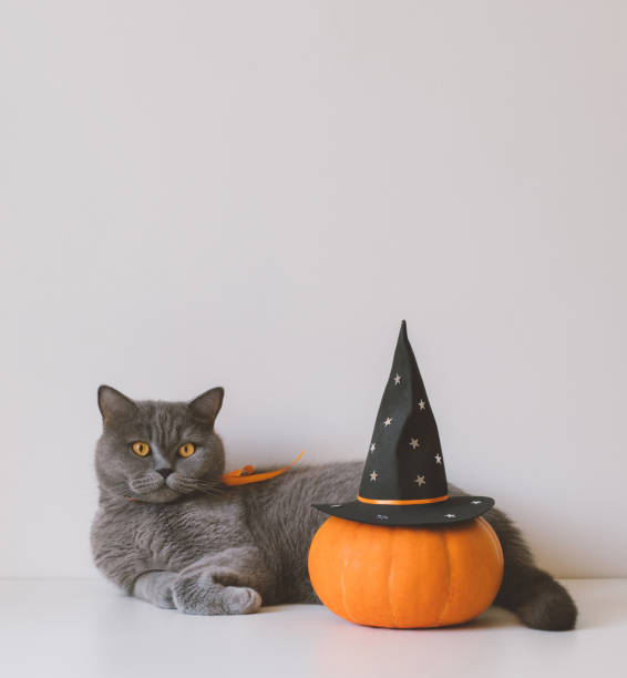 istock British cat and Halloween pumpkin in black witch hat on white table with copy space. Funny Halloween cat. 2173506045