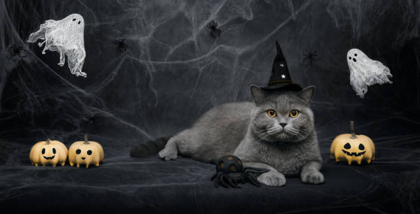 istock Halloween cute cat in witch or wizard hat on dark gray background with copy space. British cat, ghosts, spiders and pumpkins on background with cobwebs. Banner. 2173506604