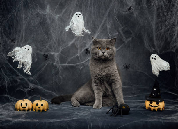 istock Halloween cat on dark gray background with cobwebs, ghosts, jack lantern pumpkins and spiders. British cat with festive Halloween decorations. 2173506896