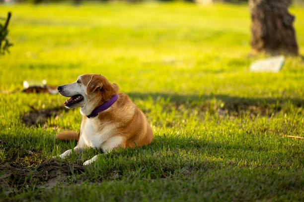 a dog at the dog park
