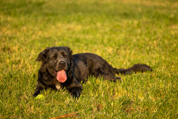 istock Dogs playing in a dog game park 2173507038