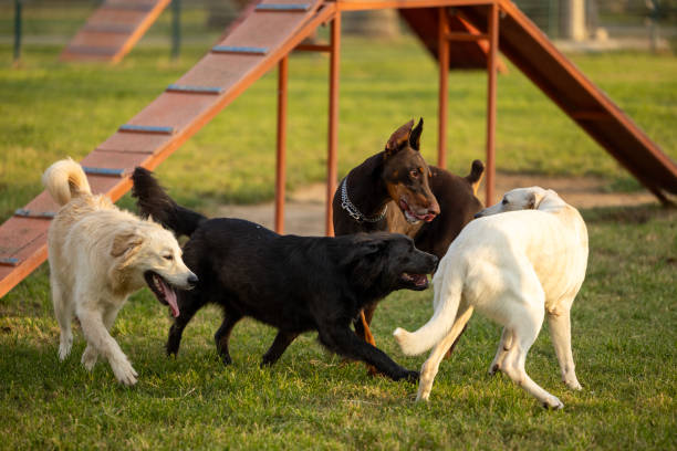 Dogs playing in a dog park