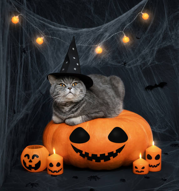 istock Scottish straight cat in witch hat on a large pumpkin. Halloween cat lying on a jack lantern pumpkin with glowing garland, candles and cobwebs on dark background. 2173507076