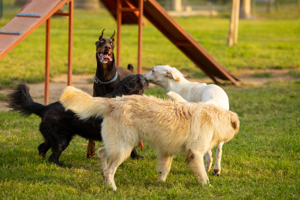 Dogs playing in a dog park