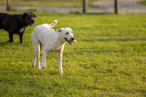 Dogs playing in a dog park