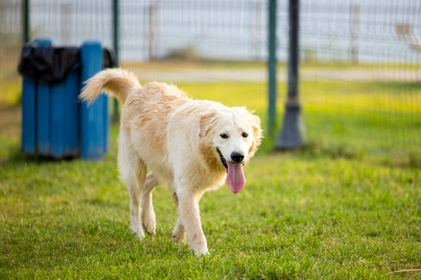 Dogs playing in a dog park