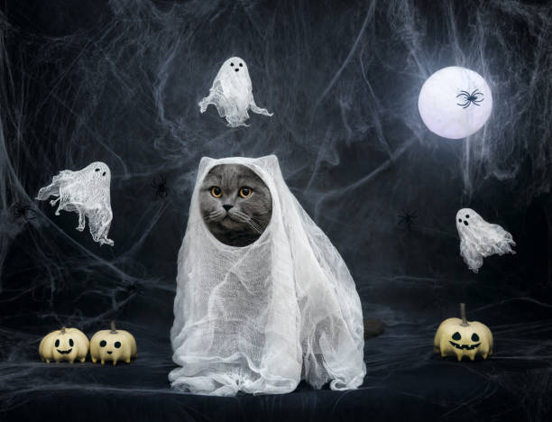 istock British cat in a ghost costume on dark blue background. Halloween cat with jack lantern pumpkins, glowing moon, cobwebs and ghosts. Funny Halloween cat. 2173507134