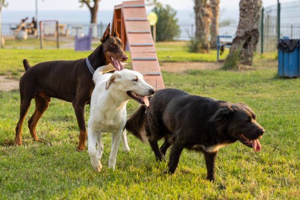 istock Dogs playing in a dog game park 2173507170