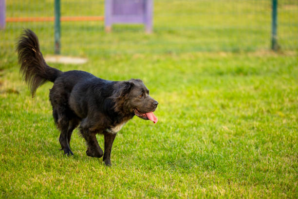 Dogs playing in a dog park