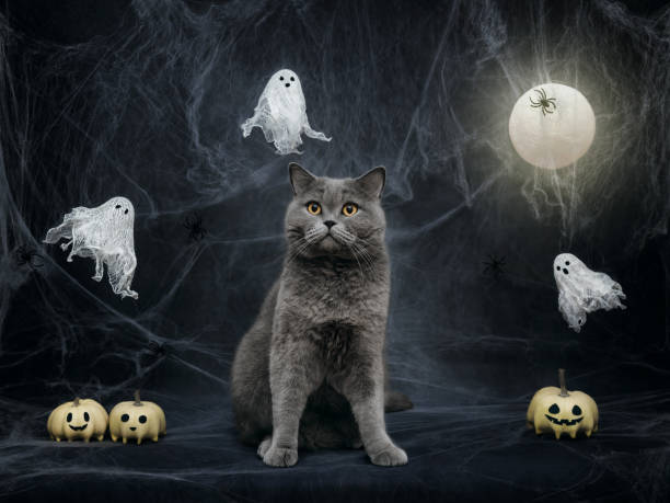istock British grey cat on Halloween background with glowing moon, ghosts and pumpkins. Funny Halloween cat on dark blue background with cobwebs. 2173507248