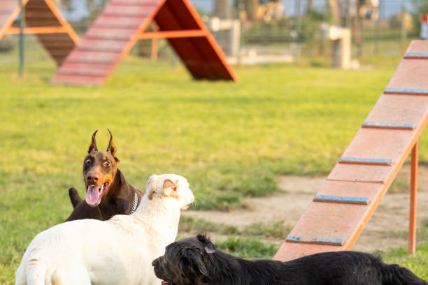 istock Dogs playing in a dog game park 2173507261