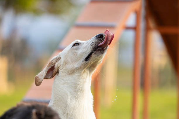 Dogs playing in dog park