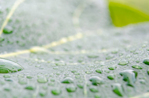Close up of rain droplets on green leaf with customizable space for text or messages.