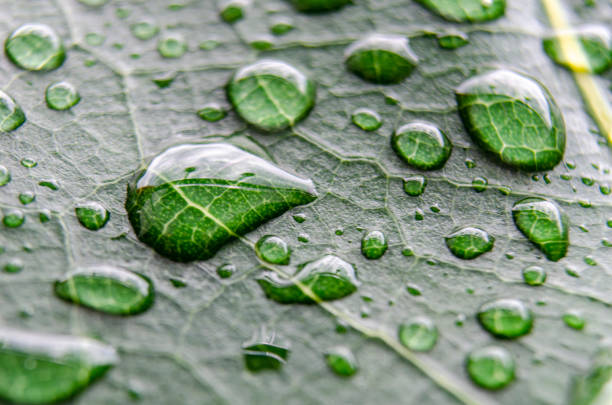 istock Leaf Veins in extreme close-up, with tiny droplets highlighting the intricate vein patterns and space for text or messages 2173507397