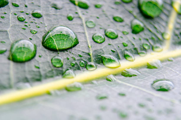 istock Leaf Veins in extreme close-up, with tiny droplets highlighting the intricate vein patterns 2173507398