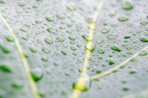 Tropical Leaf with large, clear droplets and rich, green color.