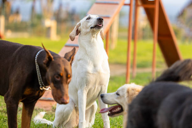 istock Dogs playing in dog park 2173507462