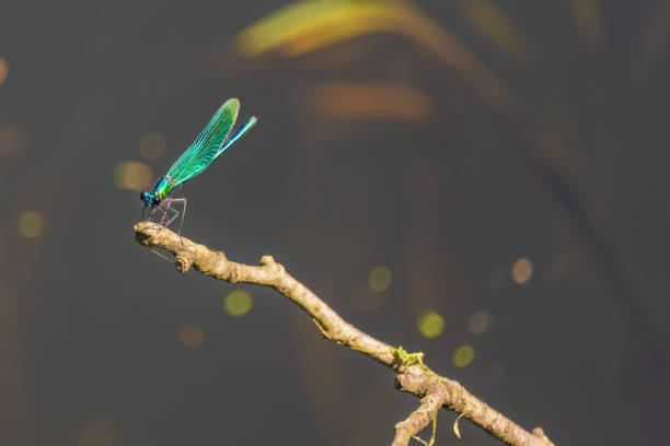 istock A green dragonfly is perched on a branch 2173507543