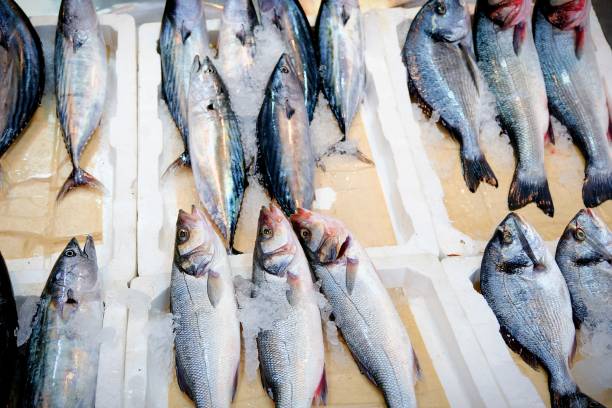 istock Fresh bonito fish sold at a fishmonger 2173507937