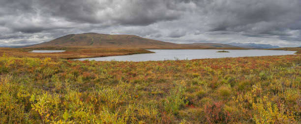 istock Two Moose Lake in Tombstone Territorial Park, Yukon 2173509429