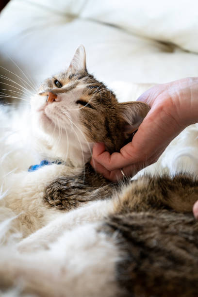 istock Cat enjoying a moment of relaxation 2173515335