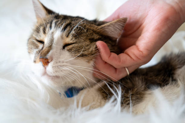 istock Cat enjoying a moment of relaxation 2173515342