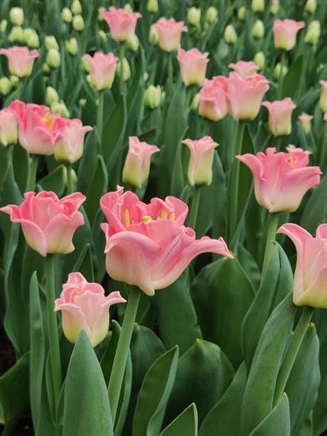 istock Rows of beautiful pink tulips 2173516135