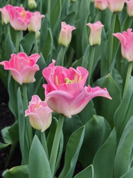 istock Beautiful pink tulips 2173516138
