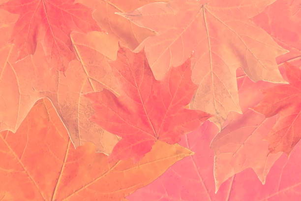 Maple Leaves Background - Autumn Leaves Colors - Soft Focus