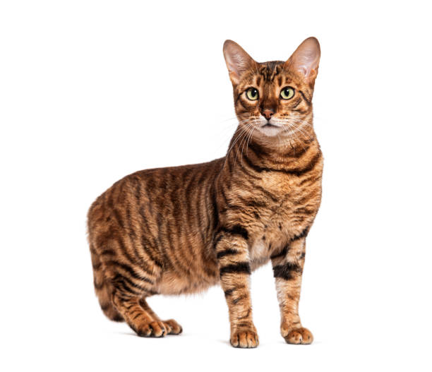 istock Toyger cat standing and looking away on white background 2173525489