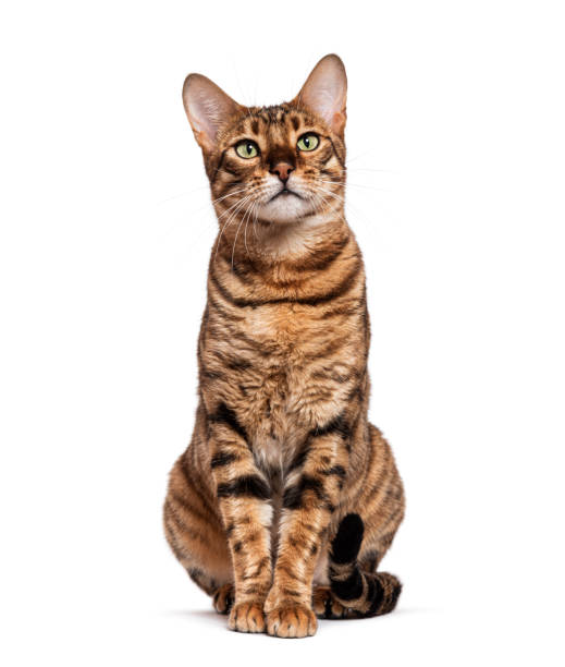 istock Toyger cat sitting and looking up isolated on white background 2173525493