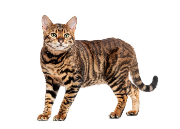 istock Toyger cat walking and looking away on white background 2173525498