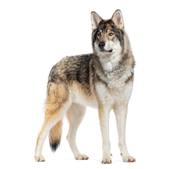 istock Timber Shepherd a kind of Wolfdog, looking away, Isolated on white 2173525516