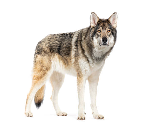 istock Timber Shepherd a kind of Wolfdog, looking at the camera, Isolated on white 2173525518