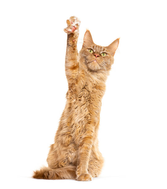 istock Young  Maine coon Pawing up seated, looking up, isolated on white 2173525537