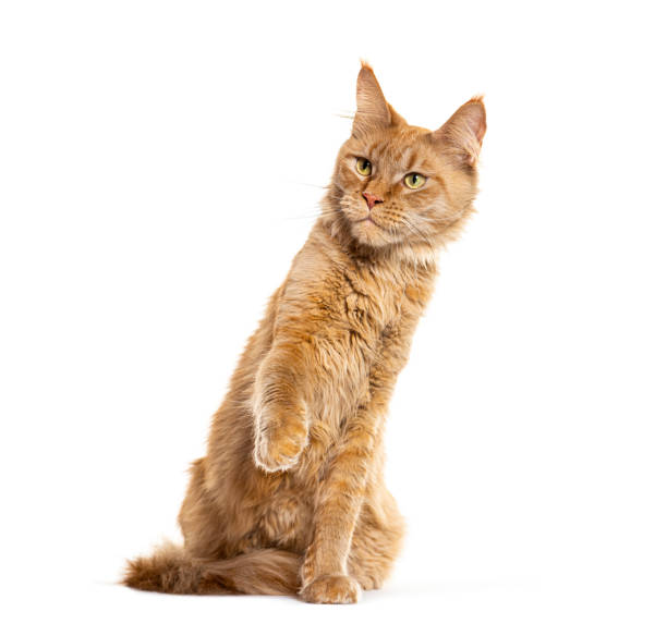istock Young  Maine coon pawing up, isolated on white 2173525578