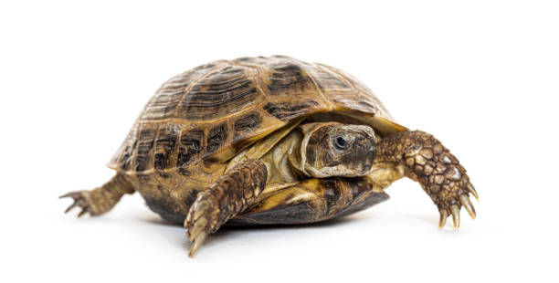 istock Russian tortoise walking on a white background 2173525678