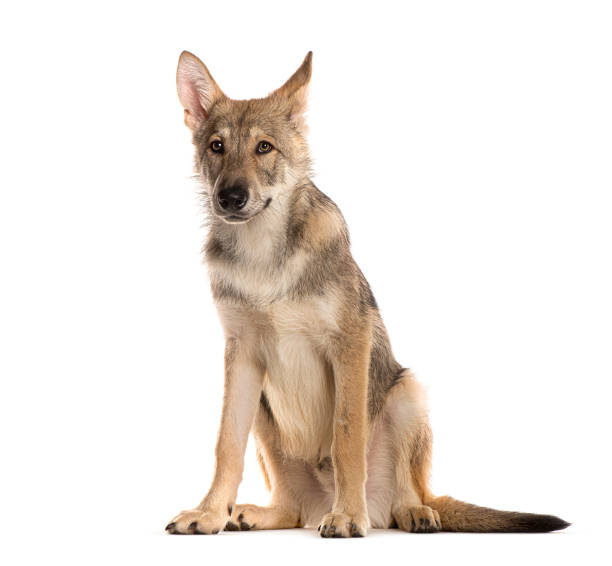 istock Sarloos wolfdog sitting in front of a white background 2173525693