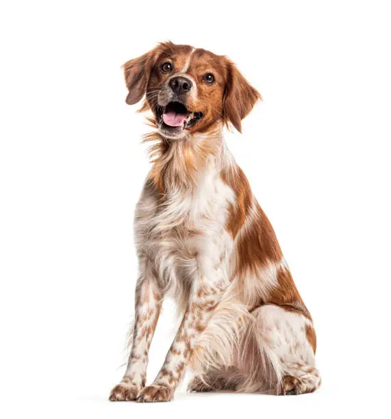 Perro spaniel bretón feliz jadeando y sentado sobre un fondo blanco Perro spaniel bretón feliz jadeando y sentado sobre un fondo blanco