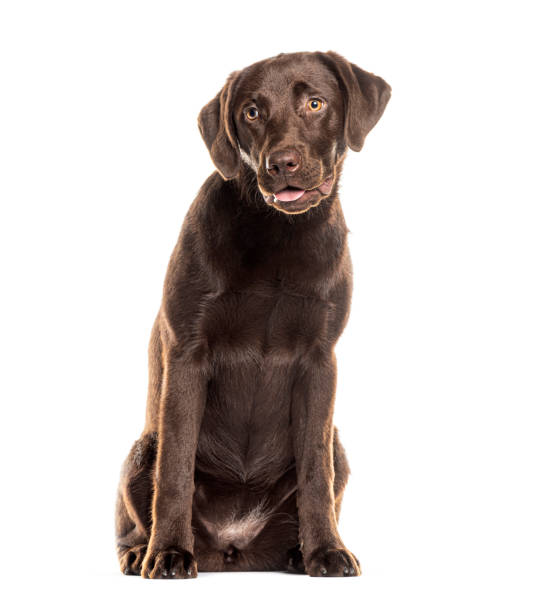 istock Chocolate labrador retriever sitting and panting on white background 2173525749