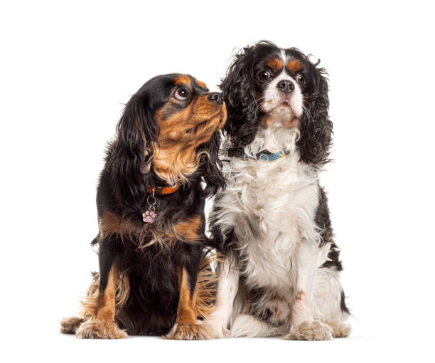 istock Two cavalier king charles spaniel dogs sitting and looking up on white background 2173525768