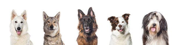 Portrait of five different breed dogs side by side, isolated on white