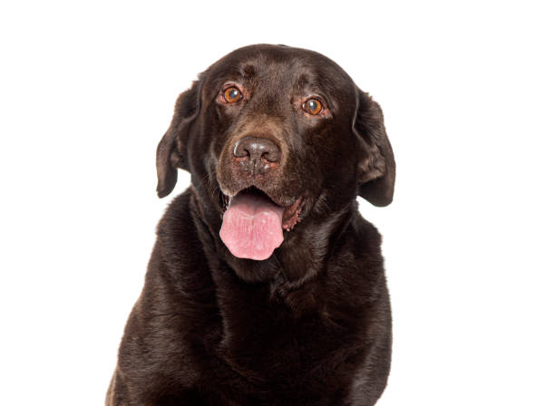 istock Chocolate labrador retriever panting with tongue out on white background 2173525917