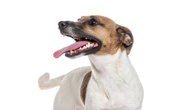 istock Happy jack russell terrier with its tongue out, looking up 2173525925