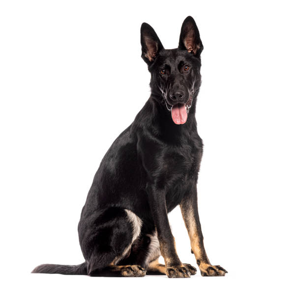 istock Eight months old black German Shepherd puppy, sitting, panting and looking at the camera, isolated on white 2173526011