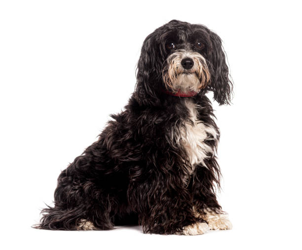 istock Black and white Mongrel Sitting with red collar dog, looking at the camera, isolated on white 2173526079