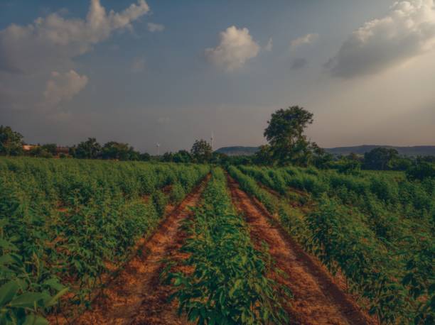 Free toor stock photos. Download the best free toor images at Freerange ...